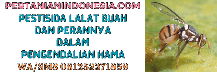 pestisida,lalat,buah,lalat buah,pertanian indonesia